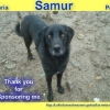 Beautiful Samur, a Turkish Animal Rescue dog xx
